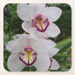Vita orchids vackra tropiska blommor underlägg papper kvadrat