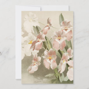 Vita orkidéer blomma vintage gammal illustration kort