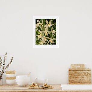 Vita orkidéer och ormbunksblommor poster