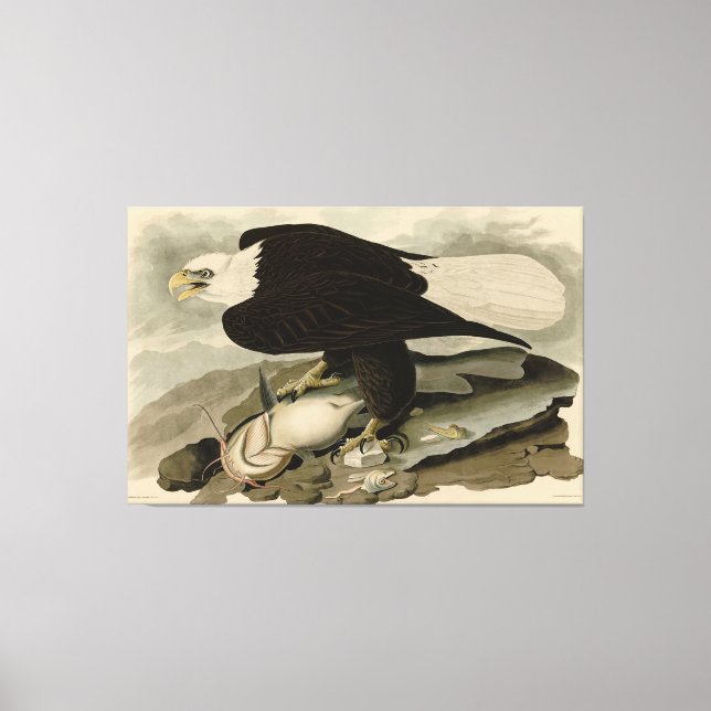 Vita (Örn) Audubon Birds of America Canvastryck (Framsida)