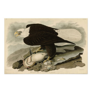 Vita (Örn) Audubon Birds of America Fototryck