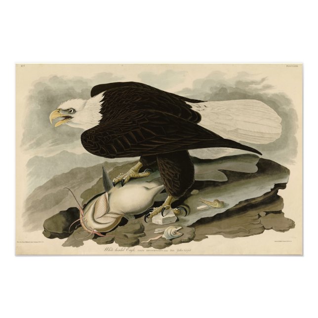 Vita (Örn) Audubon Birds of America Fototryck (Framsidan)