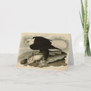 Vita (Örn) Audubon Birds of America Kort
