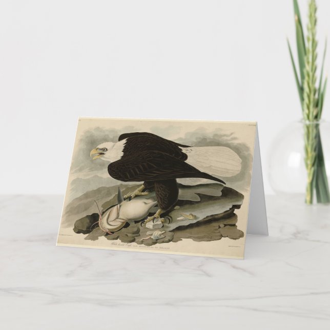 Vita (Örn) Audubon Birds of America Kort (Framsida)
