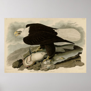 Vita (Örn) Audubon Birds of America Poster