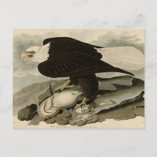 Vita (Örn) Audubon Birds of America Vykort