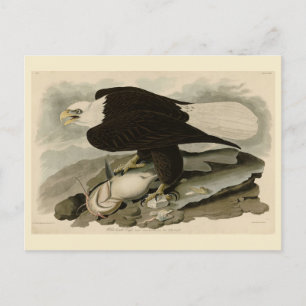 Vita (Örn) Audubon Birds of America Vykort