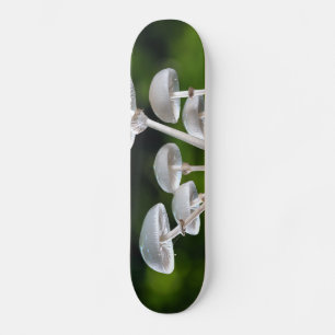 Vita ostron - höstsvampar mini skateboard bräda 18,5 cm