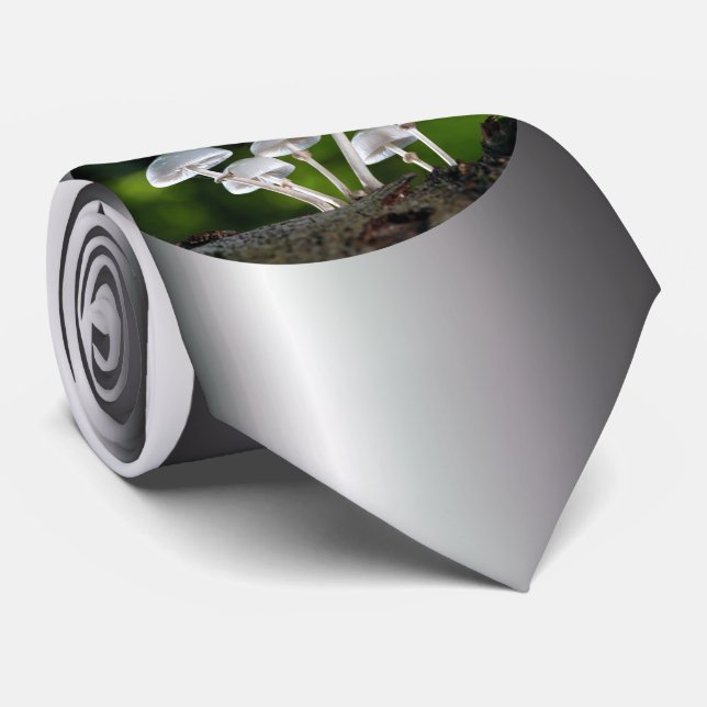 Vita ostronhöstsvampar slips (Rullad)