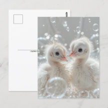 Vita påfågelungar, Postcrossing