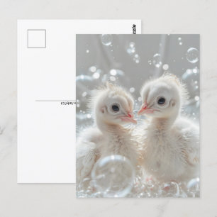 Vita påfågelungar, Postcrossing Vykort