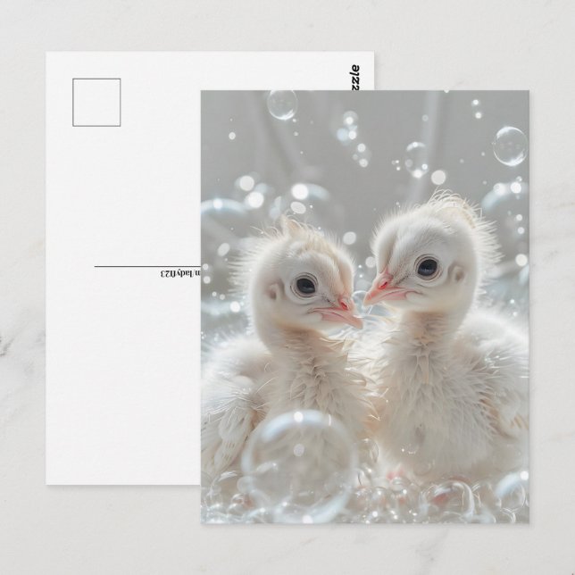 Vita påfågelungar, Postcrossing Vykort (Fram/baksida)