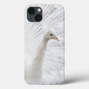 Vita Peacock-vackra fjädrar
