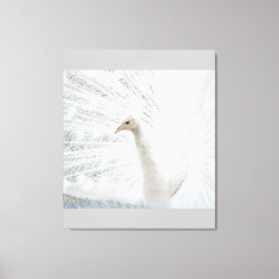 Vita Peacock-vackra fjädrar Canvastryck