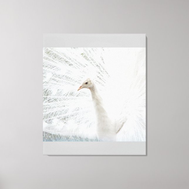 Vita Peacock-vackra fjädrar Canvastryck (Framsida)