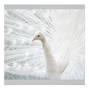 Vita Peacock-vackra fjädrar Fototryck