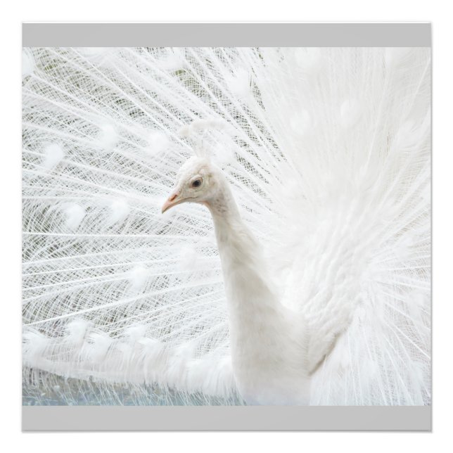 Vita Peacock-vackra fjädrar Fototryck (Framsidan)