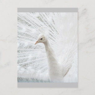 Vita Peacock-vackra fjädrar Vykort