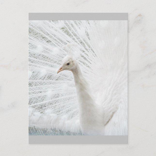 Vita Peacock-vackra fjädrar Vykort (Framsida)