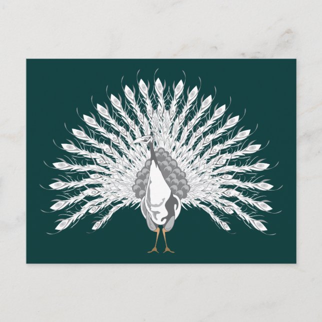 Vita peacock-vykort vykort (Framsida)