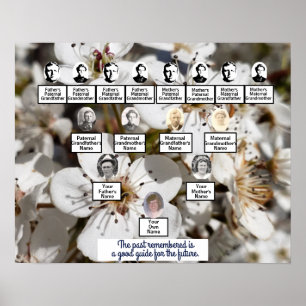 Vita Pear Blommars Photo Family Träd Poster
