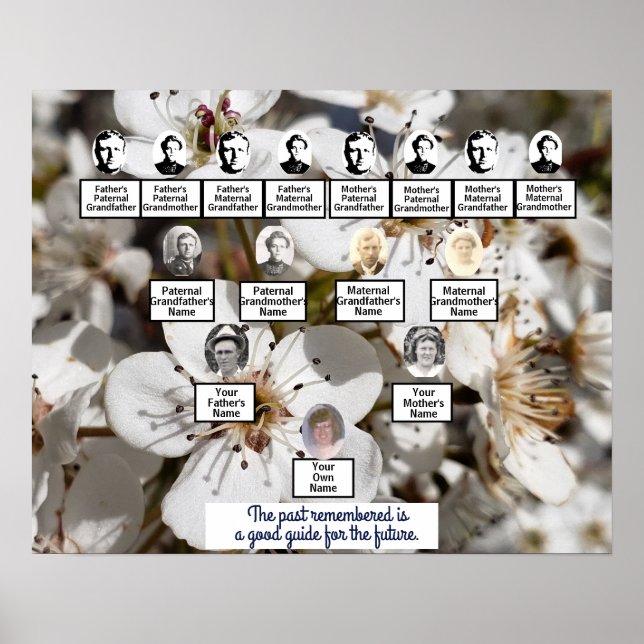 Vita Pear Blommars Photo Family Träd Poster (Framsidan)