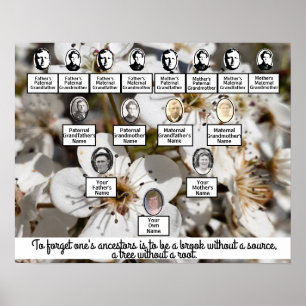 Vita Pear Blommars Photo Family Träd Poster