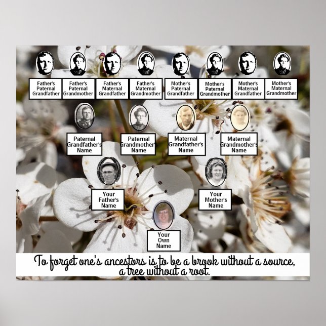 Vita Pear Blommars Photo Family Träd Poster (Framsidan)