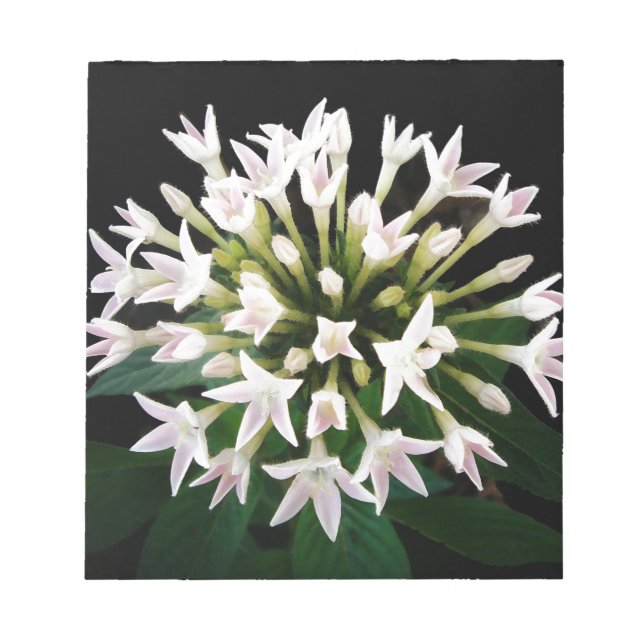 Vita Pentas Anteckningsblock (Framsida)