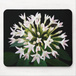 Vita Pentas Musmatta