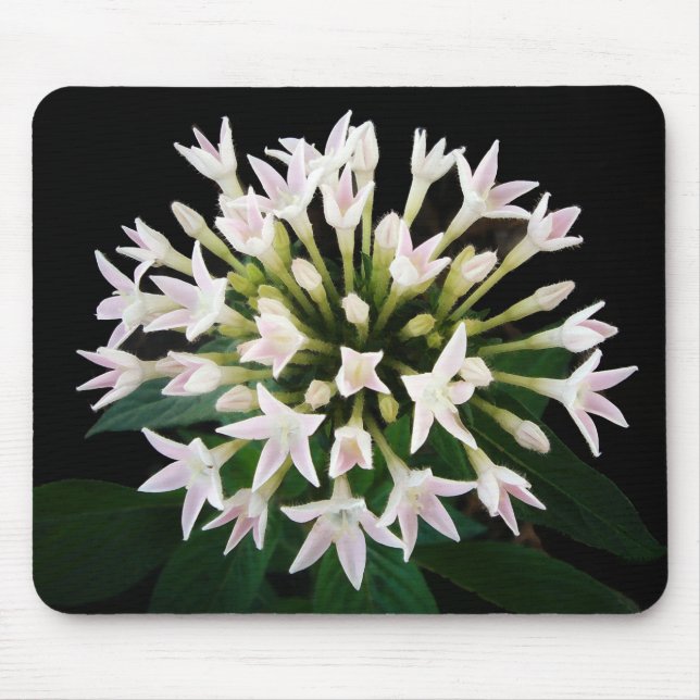 Vita Pentas Musmatta (Framsidan)