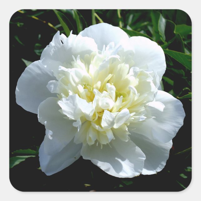 Vita peonier fyrkantigt klistermärke (Framsida)