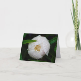 Vita Peony Fina Konstfotograferade Vikta Notkort Tack Kort