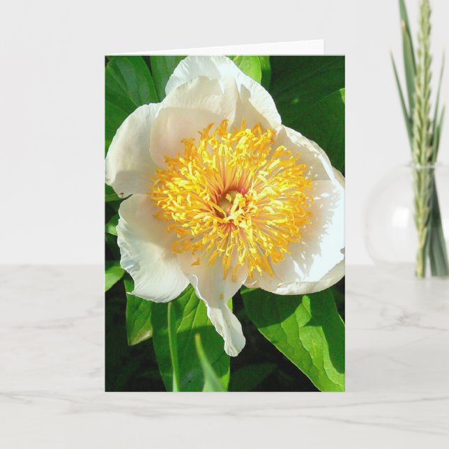 VITA PERSONER MED GULT CENTER/CHERRY BACKE PEONY KORT (Framsida)