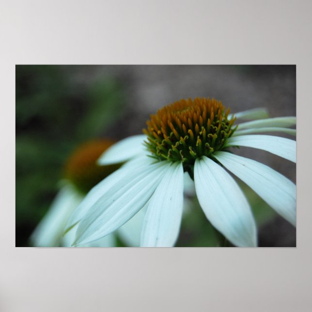 Vita Petaler, blomma (poster utskrift) Poster (Framsidan)