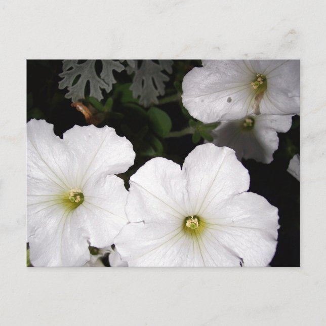Vita Petunias vykort (Framsida)