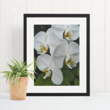 Vita Phalaenopsis Orkidéer Blommig