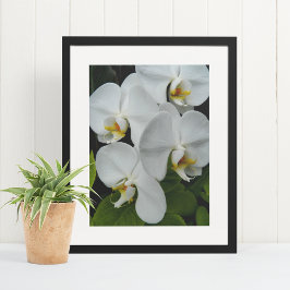 Vita Phalaenopsis Orkidéer Blommig Poster