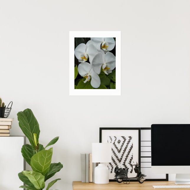 Vita Phalaenopsis Orkidéer Blommig Poster (Hemmakontoret)