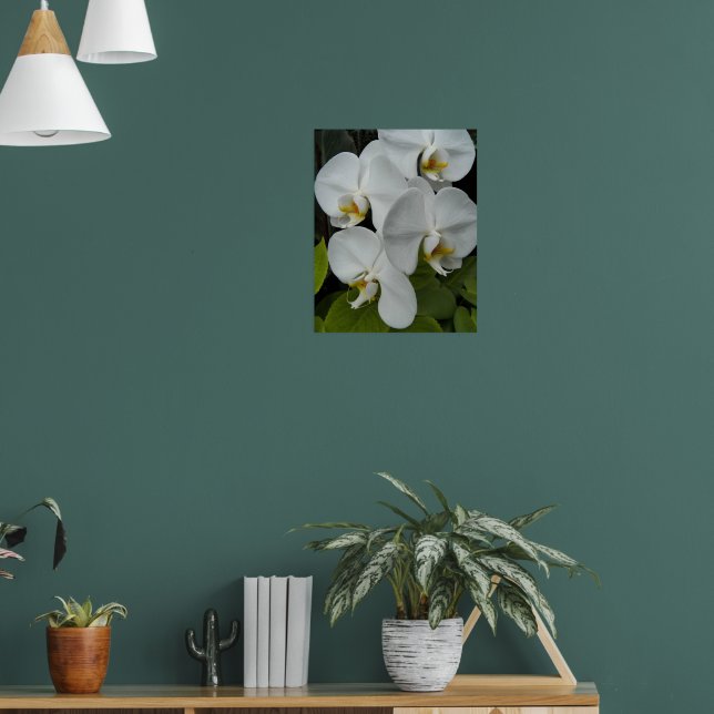 Vita Phalaenopsis Orkidéer Blommig Poster (Vardagsrum 1)