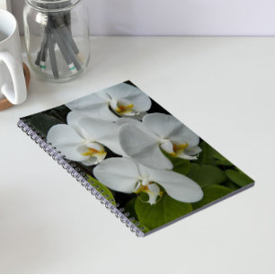 Vita Phalaenopsis Orkidéer Blommor Anteckningsbok