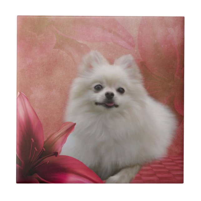 Vita Pommern Hund Flowers Animal Kakelplatta (Framsidan)