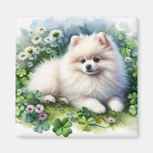 Vita Pommern Hund Watercolor Klöver Fält