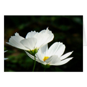Vita poppies-blomsterkort hälsningskort