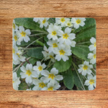 Vita primerer med Blommigten Gult Center