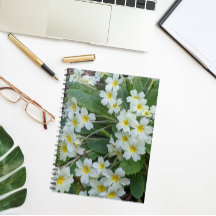 Vita primerer med Blommigten Gult Center