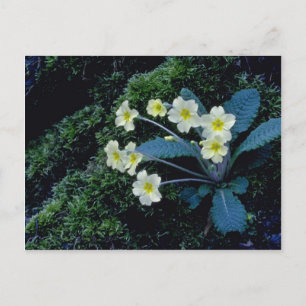 vita Primrose-blommor Vykort