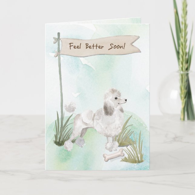 Vita Pudel känner sig bättre efter kirurgi med Hun Kort (Framsida)