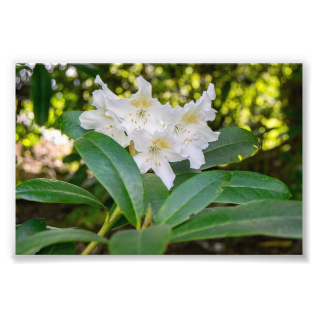 Vita Rhododendronblommor, Allan Park, Norland Fototryck (Framsidan)