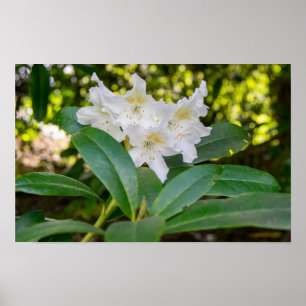 Vita Rhododendronblommor, Allan Park, Norland Poster
